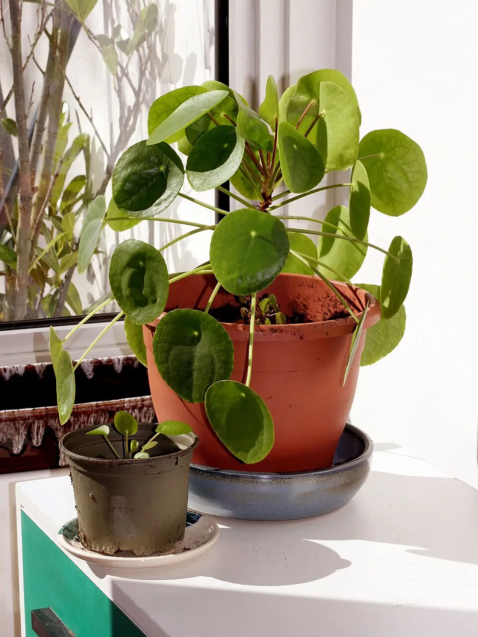 Chinese Money Plant reference image 1