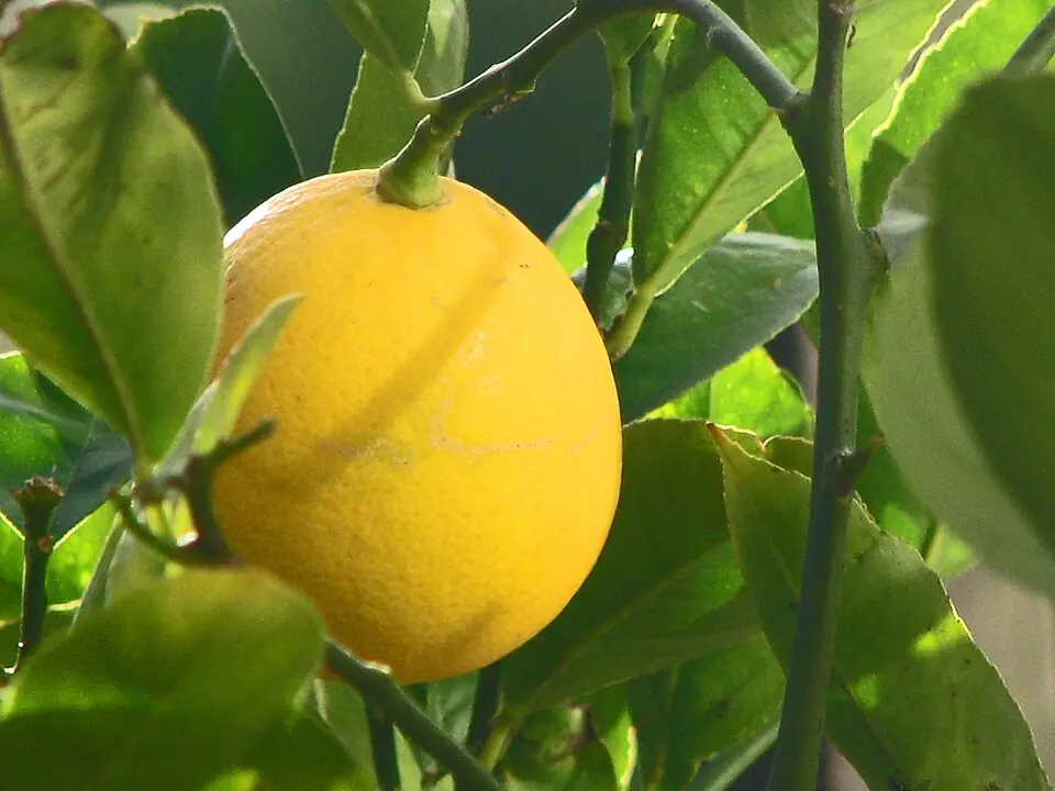 Citrus Meyer Lemon reference image 1