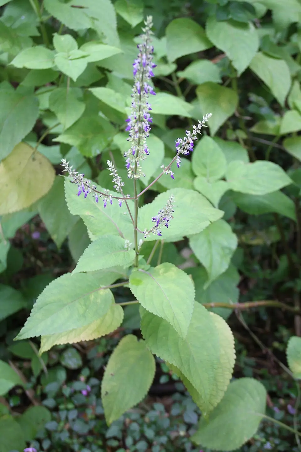 Coleus reference image 1