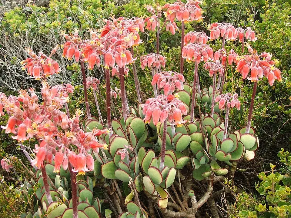 Cotyledon Orbiculata reference image 1