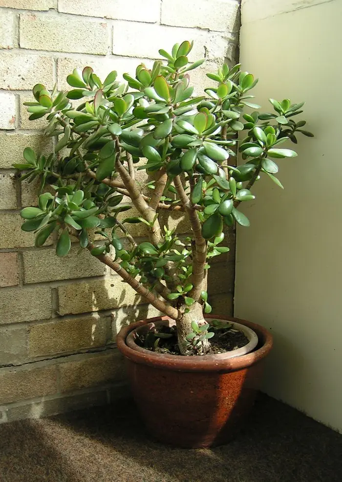 Crassula Ovata Gollum reference image 1
