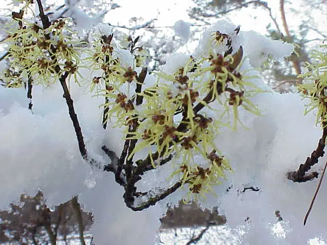 Hamamelis Mollis reference image 1