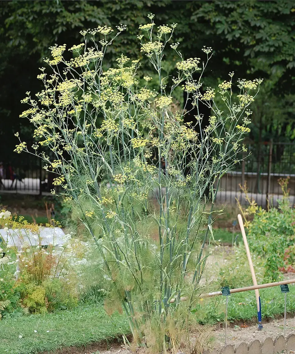 Fennel Bulb reference image 1