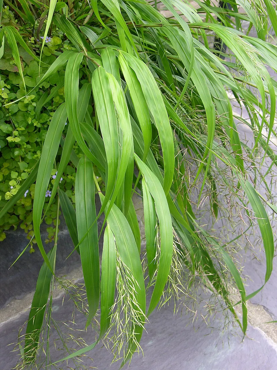 Hakone Grass reference image 1