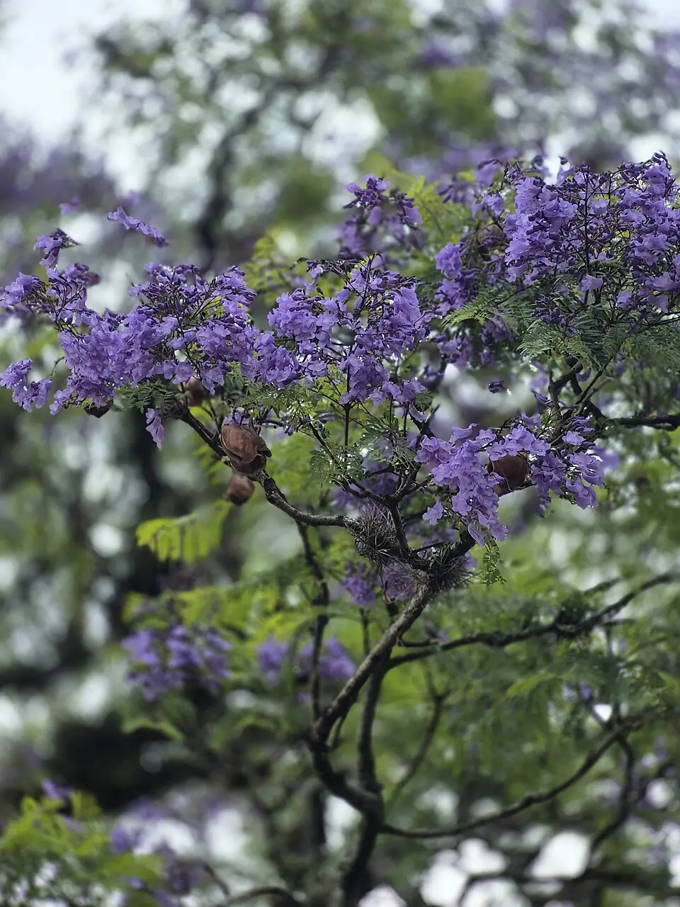 Jacaranda Mimosifolia reference image 1