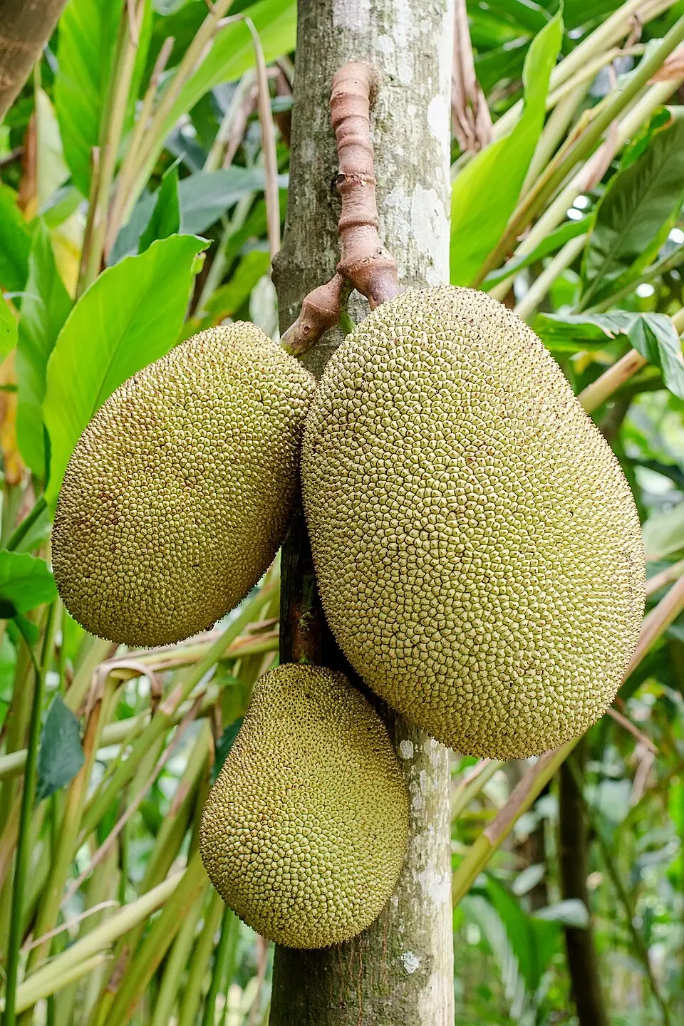 Jackfruit Tree reference image 1
