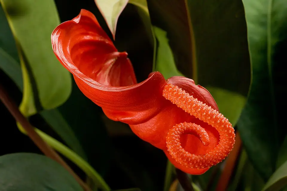 Laceleaf reference image 1