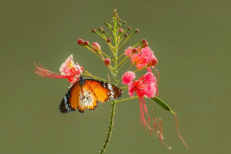 Radhachura reference image 1