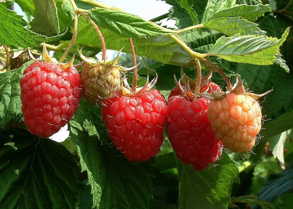 Red Raspberry reference image 1