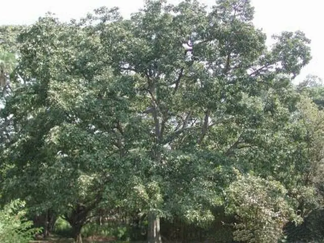 Bibhitaki reference image 1
