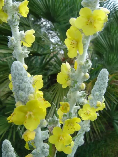 Verbascum reference image 1
