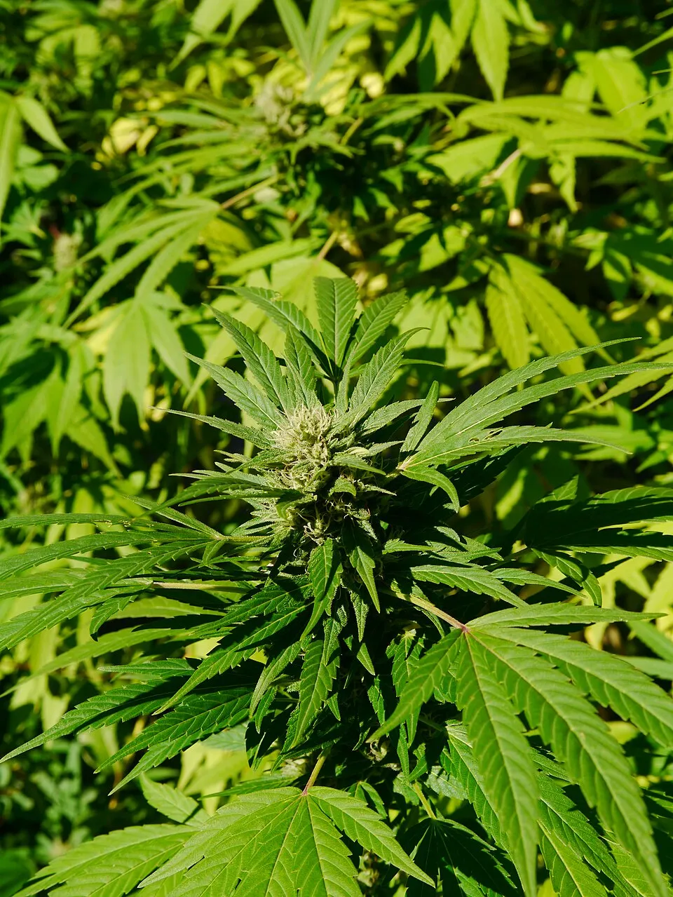 Bhanga plant in natural habitat - complete guide