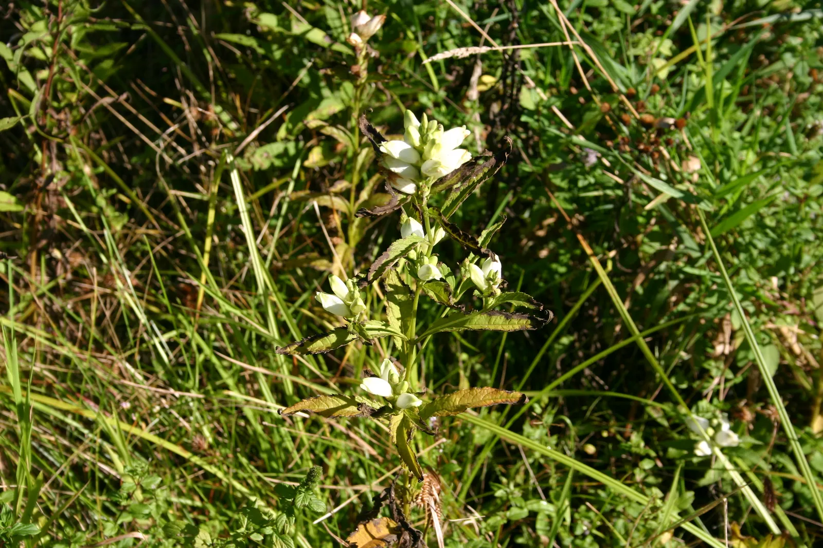 Chelone Glabra plant in natural habitat - complete guide
