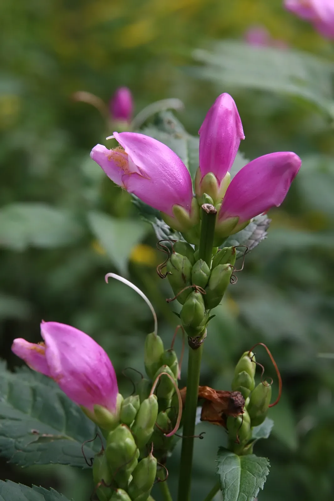 Chelone Lyonii plant in natural habitat - complete guide