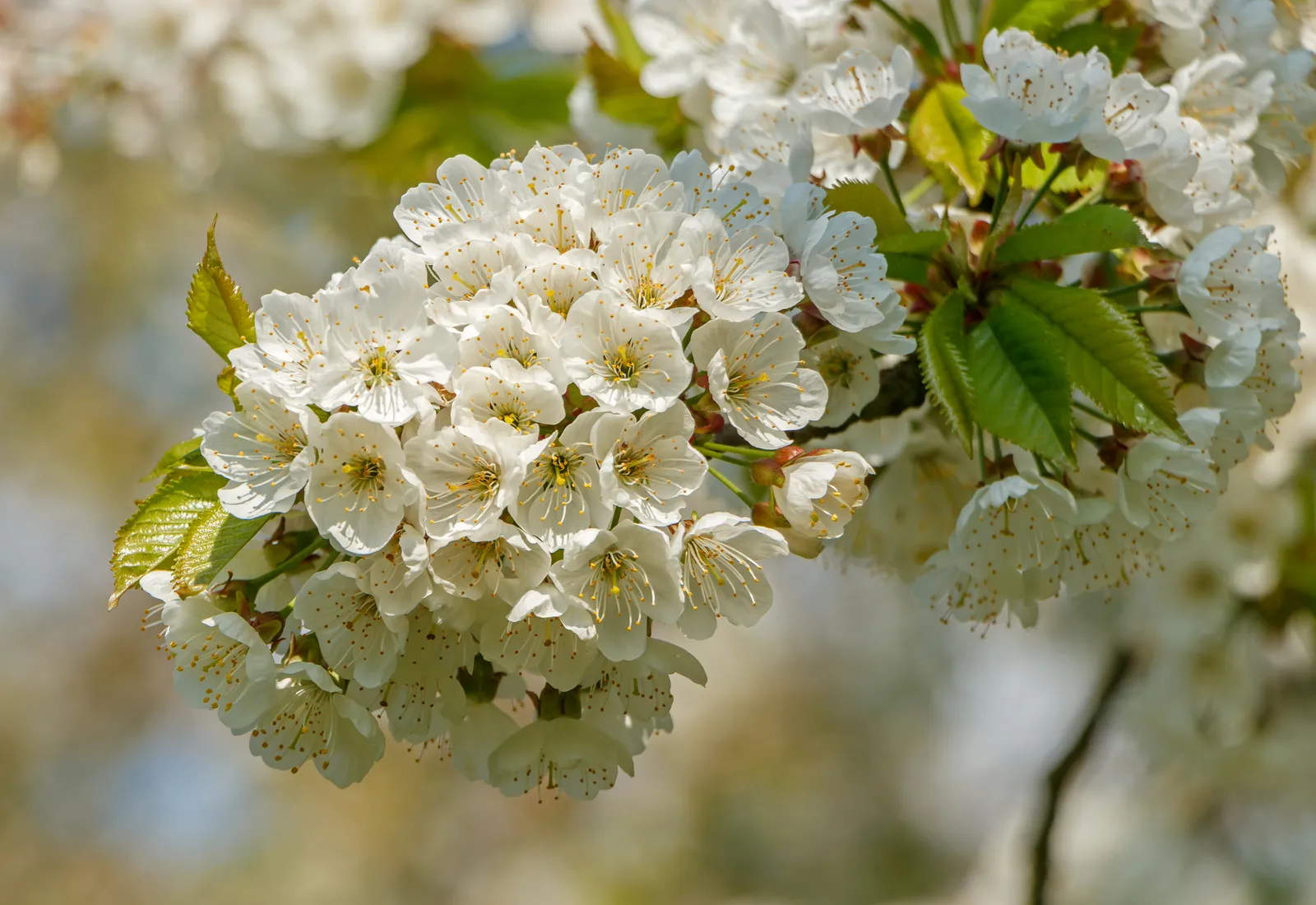 Cherry Tree plant in natural habitat - complete guide