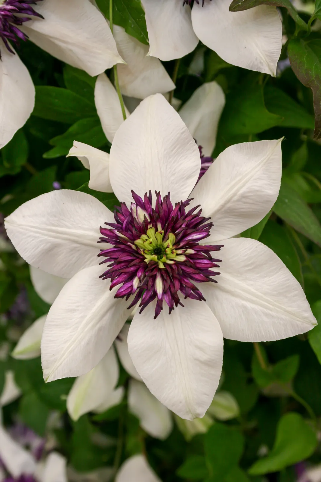 Clematis plant in natural habitat - complete guide