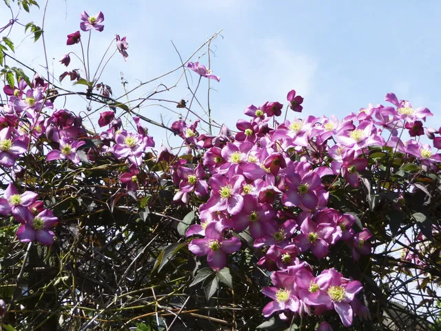 Clematis Montana plant in natural habitat - complete guide