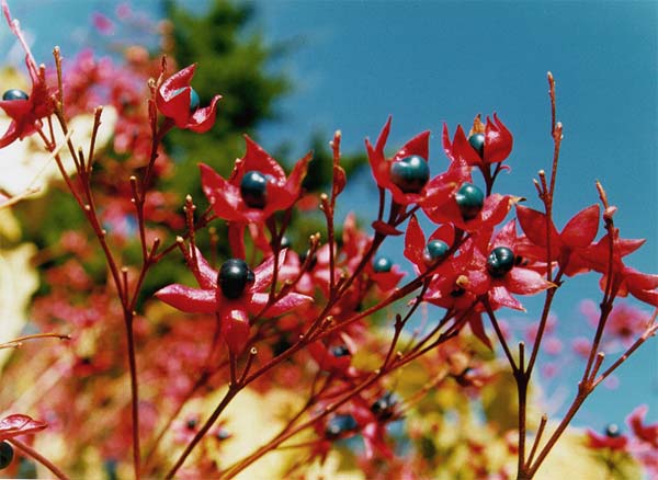Clerodendrum plant in natural habitat - complete guide