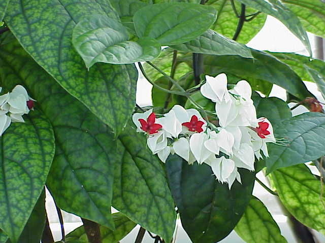 Clerodendrum Thomsoniae plant in natural habitat - complete guide