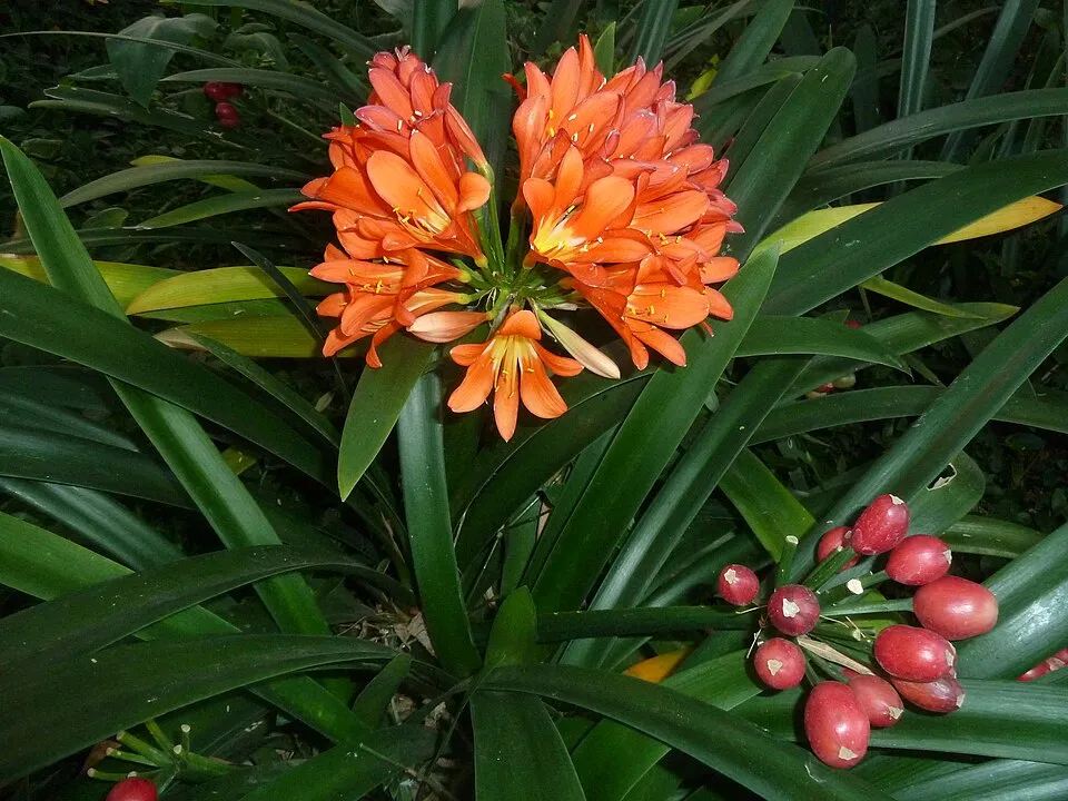 Clivia Miniata plant in natural habitat - complete guide