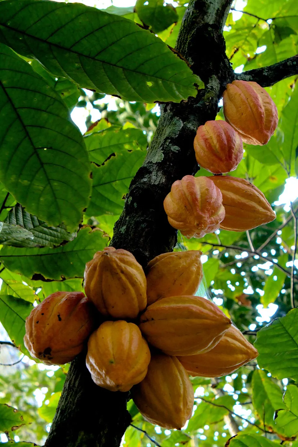 Cocoa Plant plant in natural habitat - complete guide