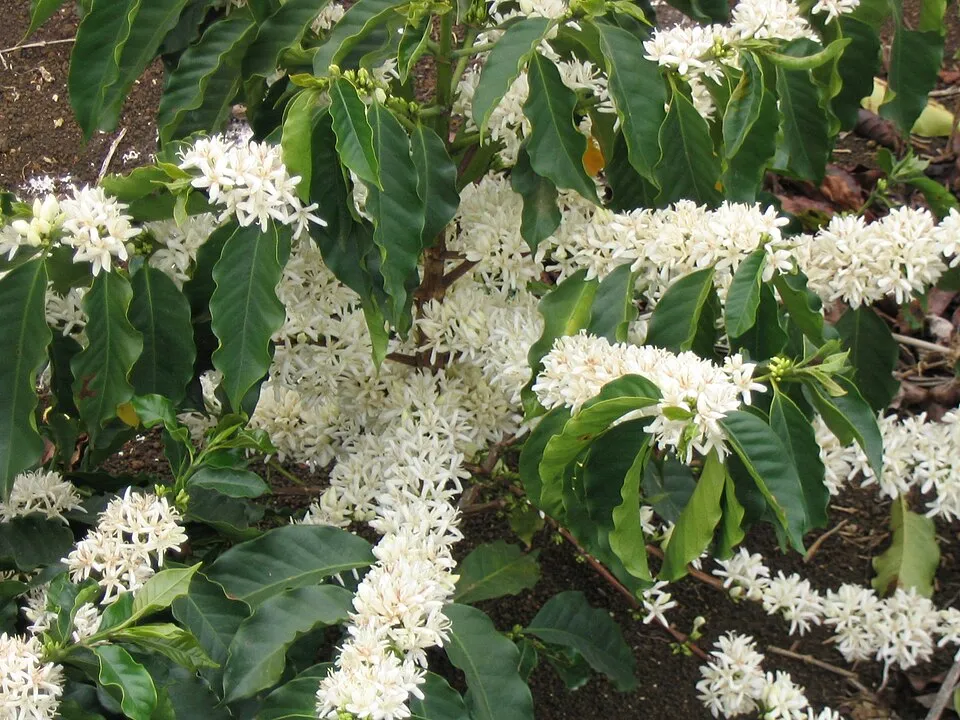 Coffea Arabica plant in natural habitat - complete guide