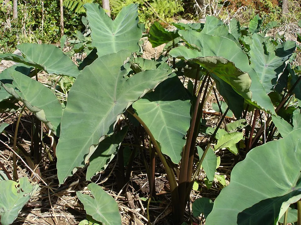 Colocasia Black Magic plant in natural habitat - complete guide