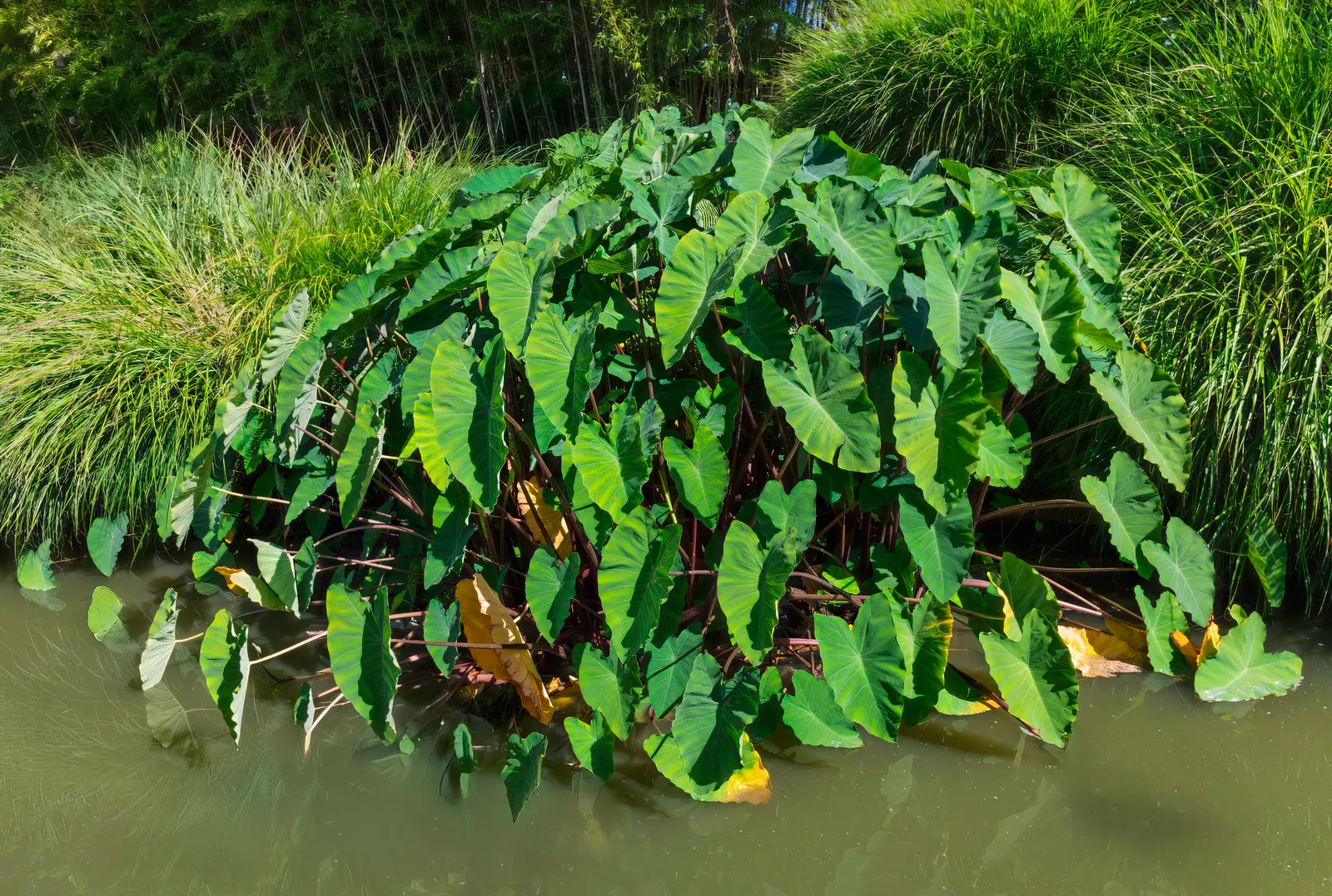 Colocasia Garden plant in natural habitat - complete guide