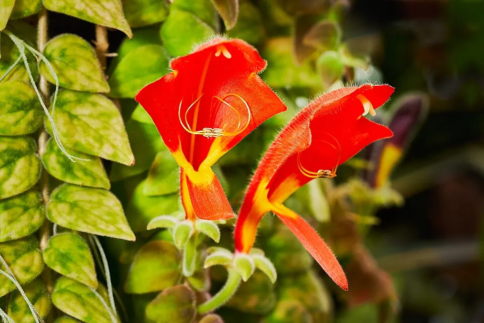 Columnea Goldfish plant in natural habitat - complete guide