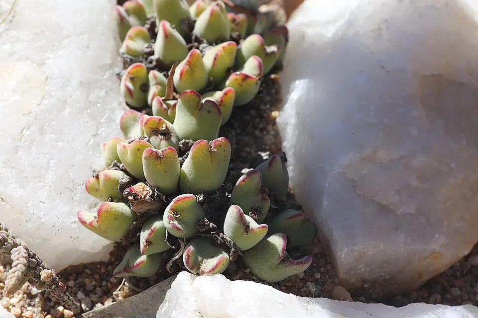 Conophytum plant in natural habitat - complete guide