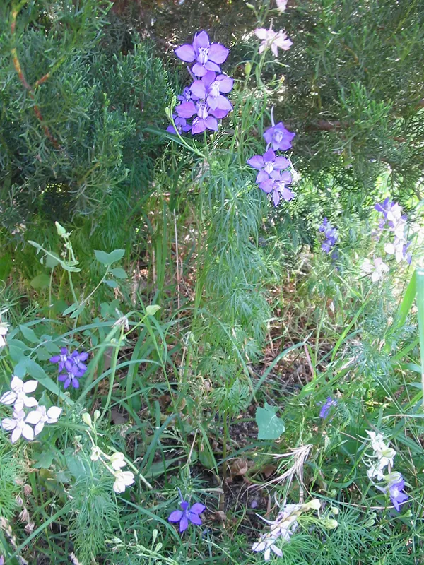 Larkspur plant in natural habitat - complete guide