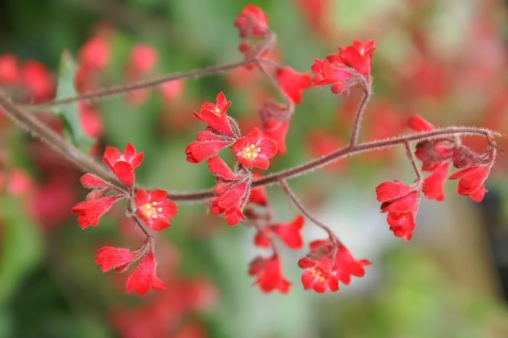 Coral Bells plant in natural habitat - complete guide
