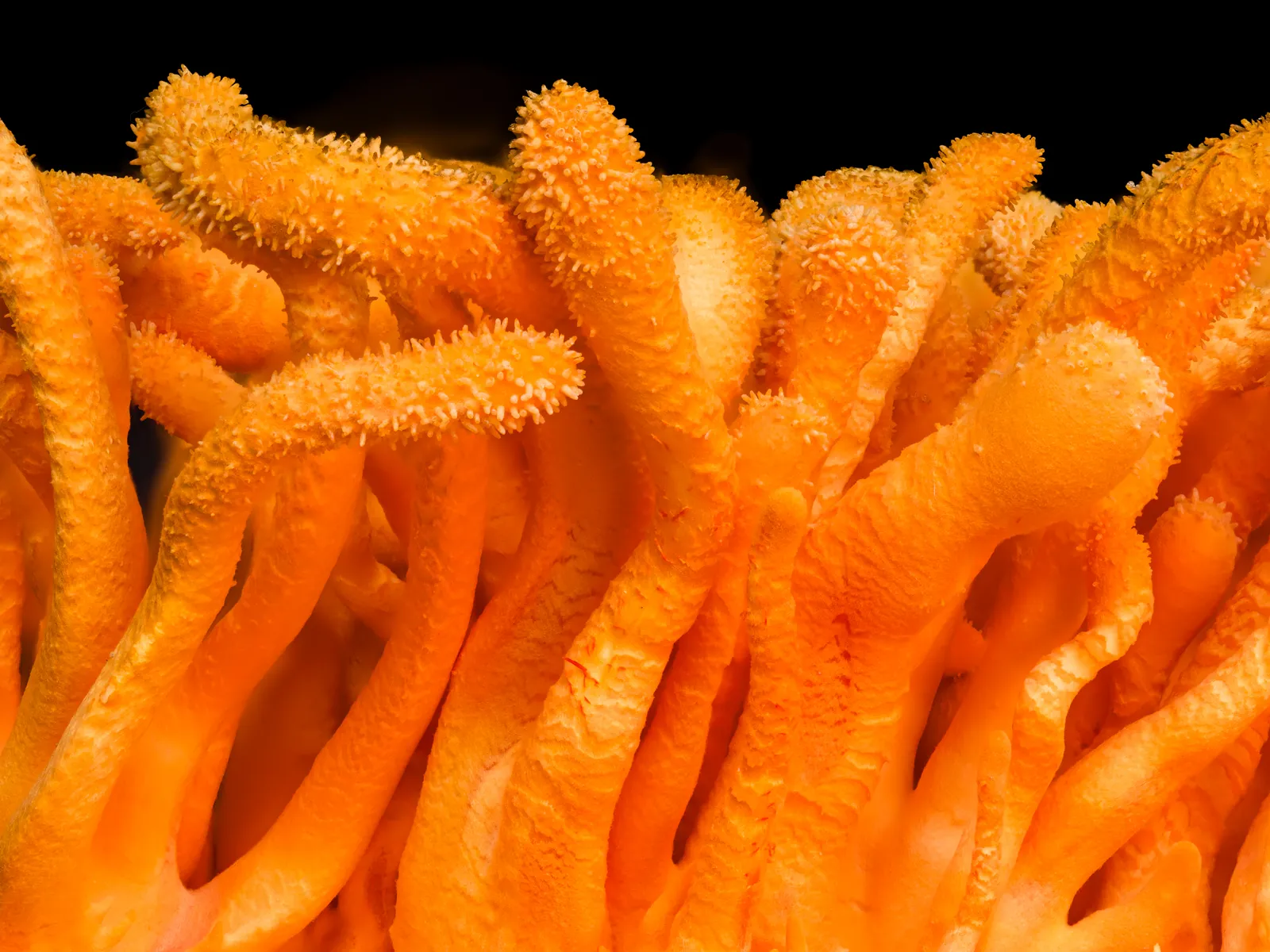 Cordyceps plant in natural habitat - complete guide