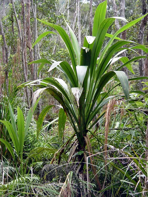 Cordyline Banksii plant in natural habitat - complete guide