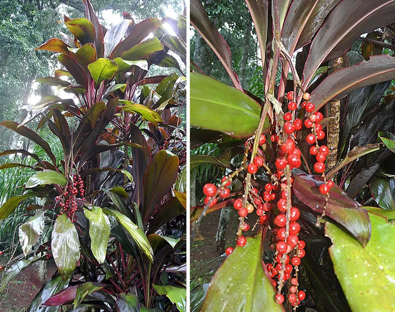 Cordyline Fruticosa plant in natural habitat - complete guide