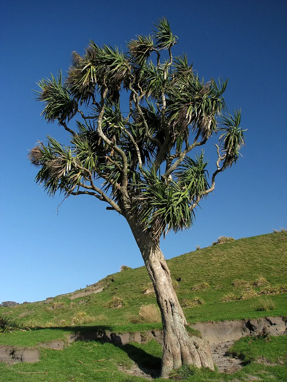 Cordyline Pink Diamond plant in natural habitat - complete guide