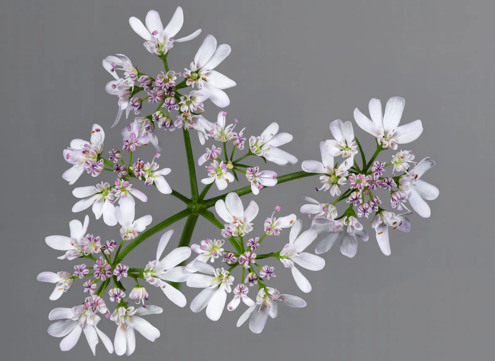 Coriander plant in natural habitat - complete guide