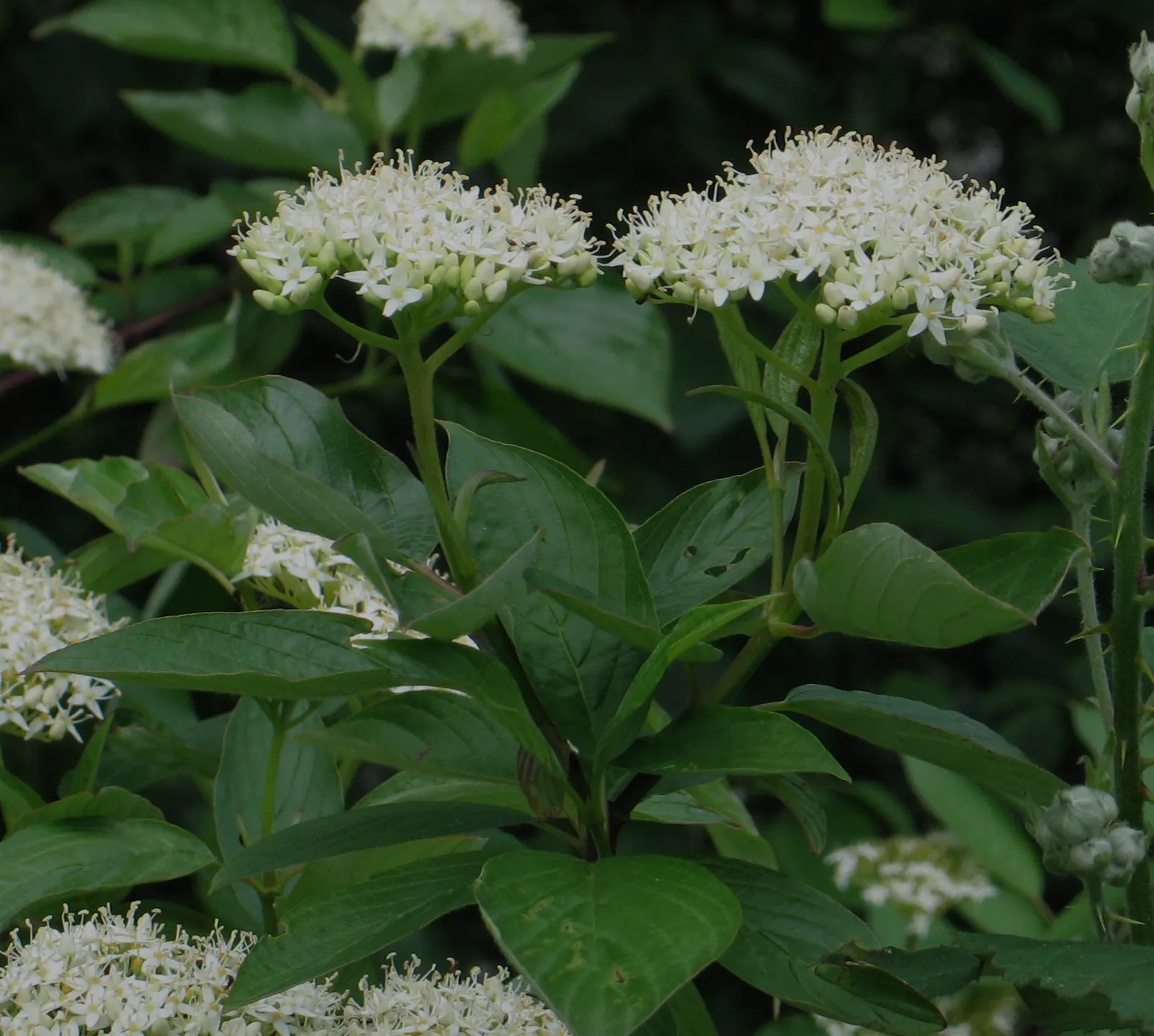 Cornus Sericea plant in natural habitat - complete guide