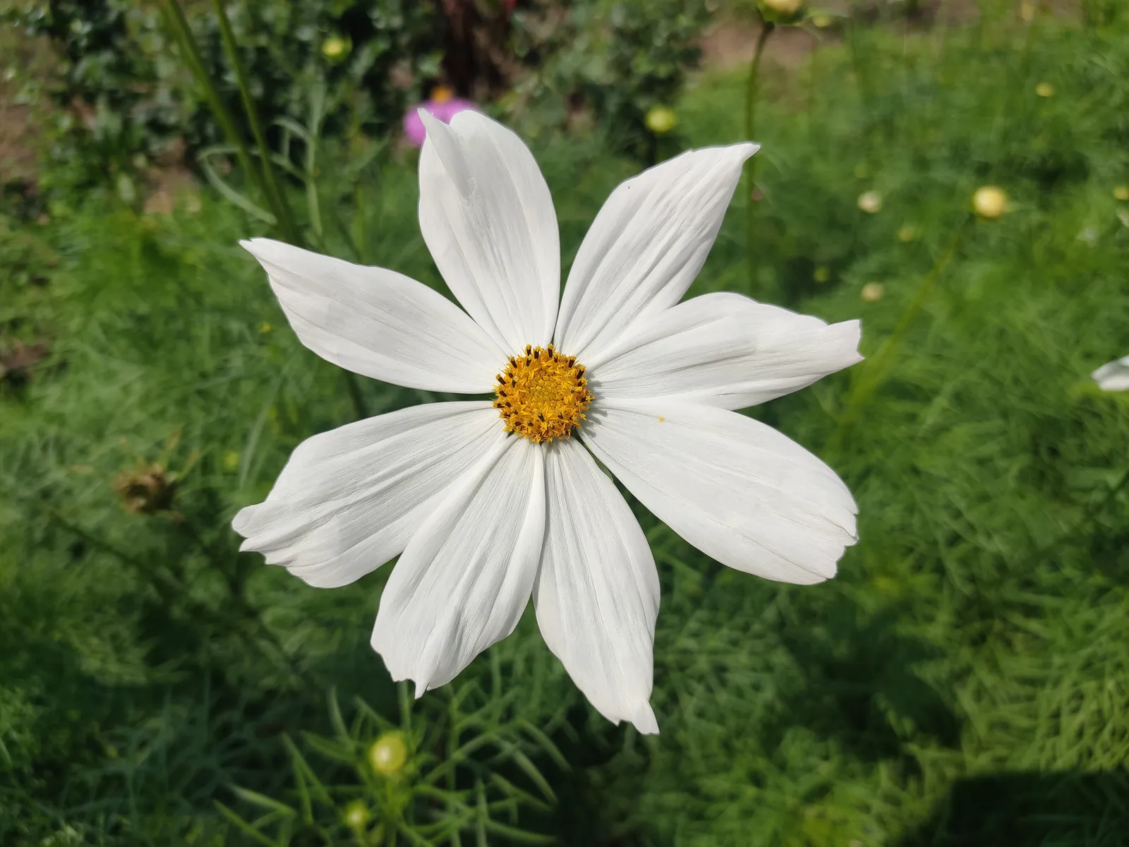 Cosmos Bipinnatus plant in natural habitat - complete guide