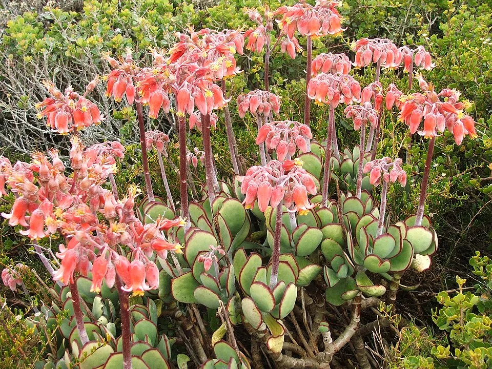 Cotyledon Orbiculata plant in natural habitat - complete guide