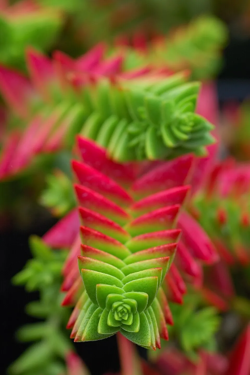 Crassula Buddha Temple plant in natural habitat - complete guide