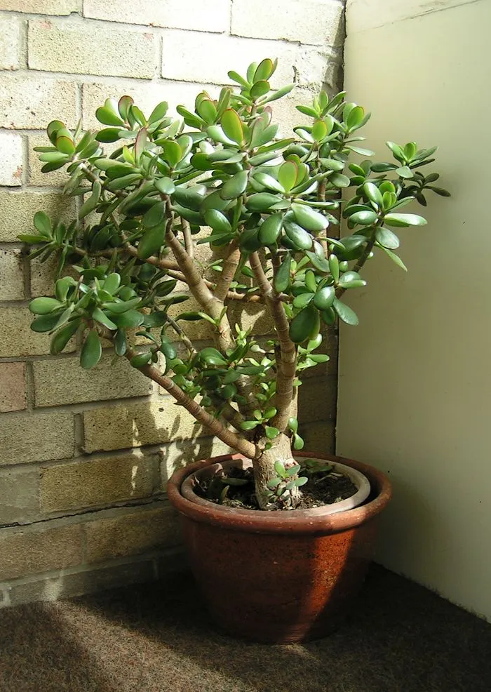 Crassula Ovata Gollum plant in natural habitat - complete guide