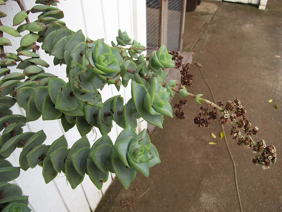 Crassula Perforata plant in natural habitat - complete guide