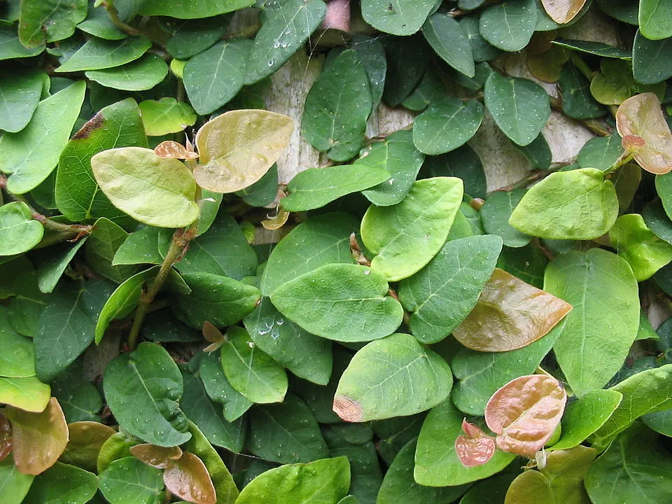 Creeping Fig plant in natural habitat - complete guide