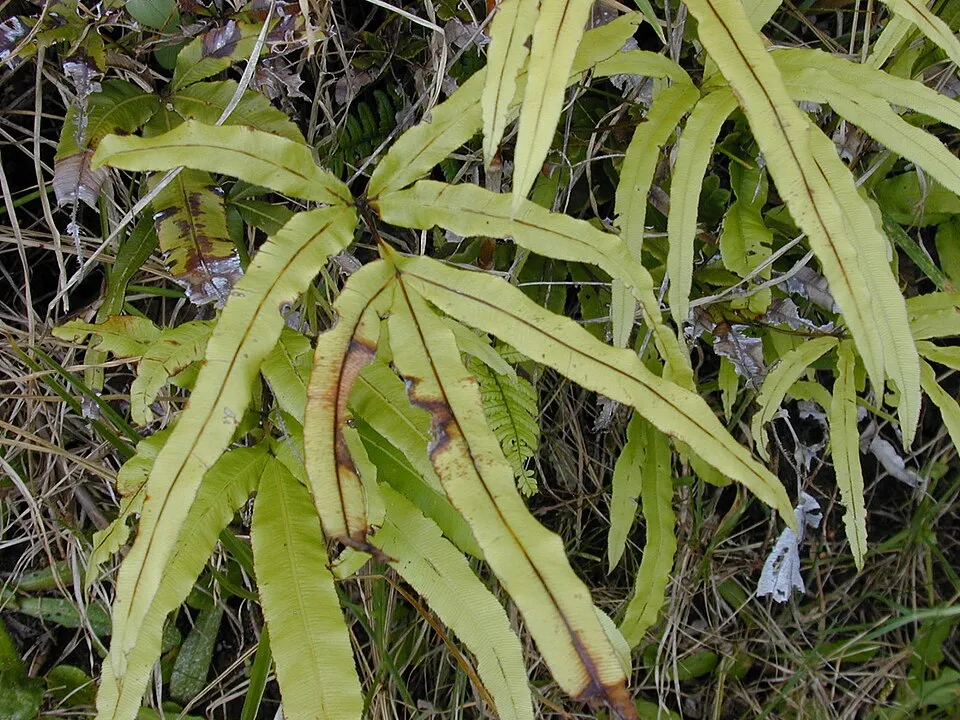 Cretan Brake Fern plant in natural habitat - complete guide