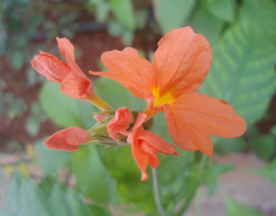 Crossandra plant in natural habitat - complete guide