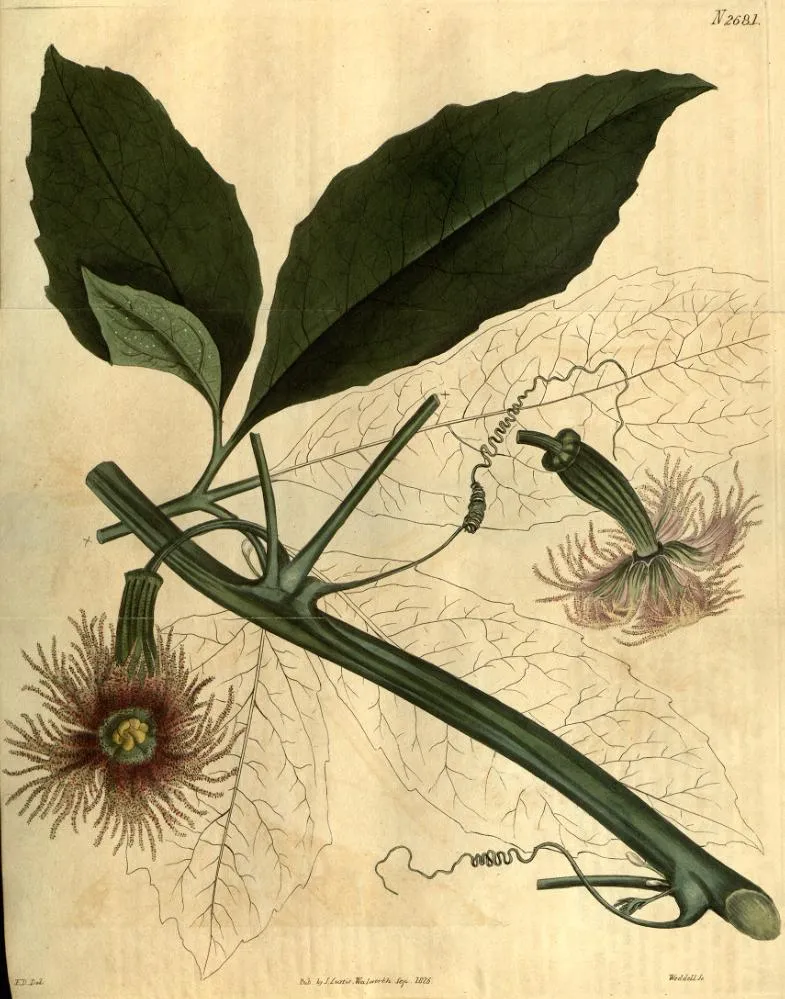 Croton Zanzibar plant in natural habitat - complete guide