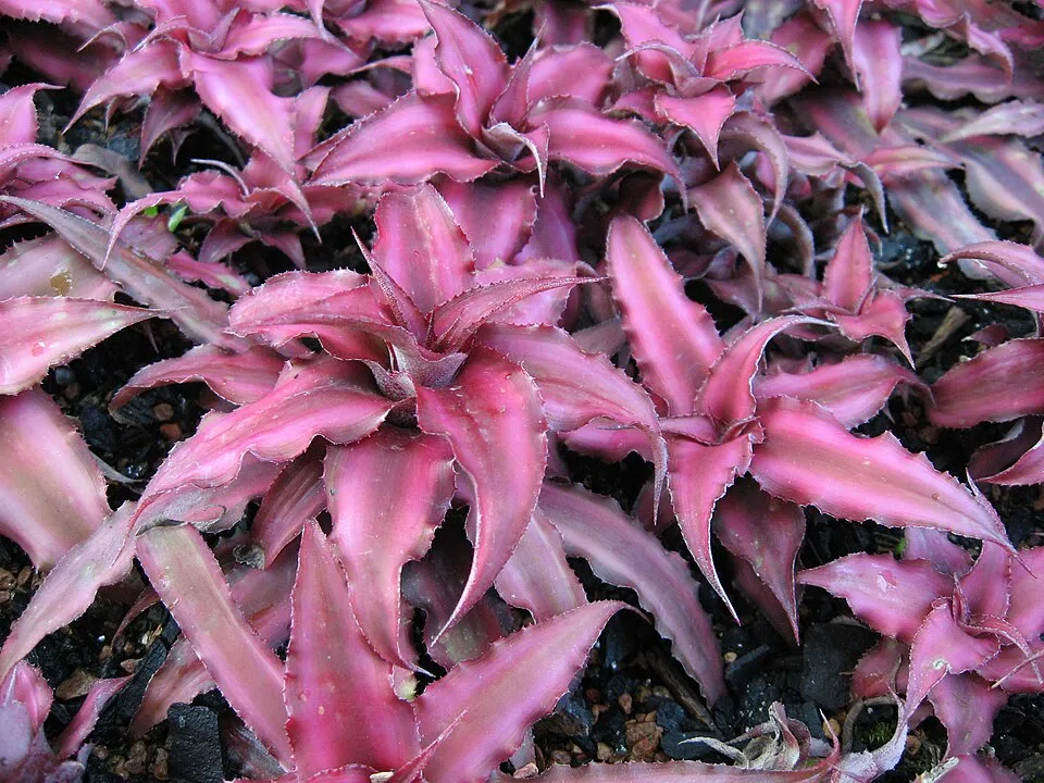 Cryptanthus Bivittatus plant in natural habitat - complete guide
