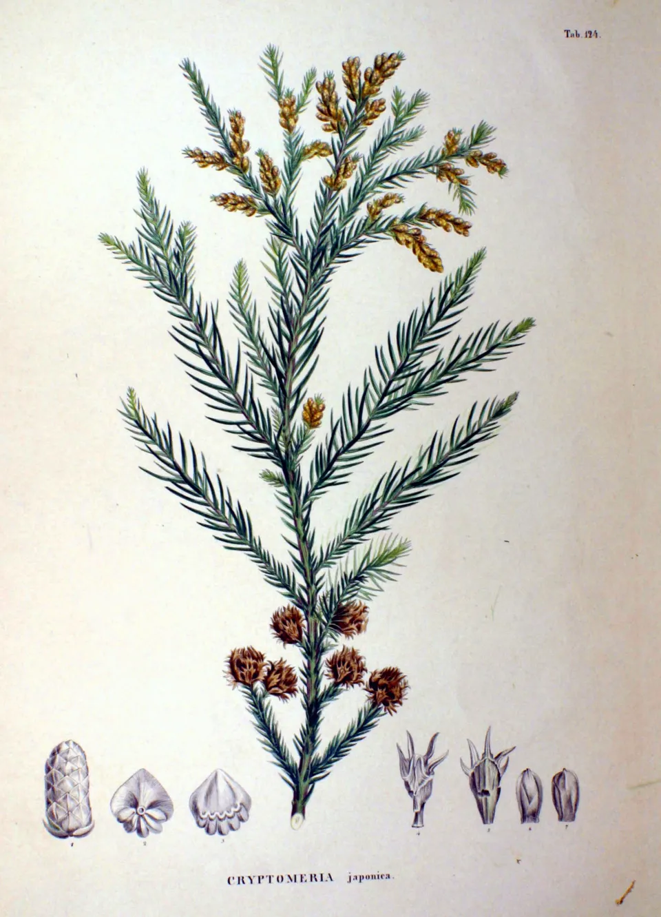 Cryptomeria Indoor plant in natural habitat - complete guide