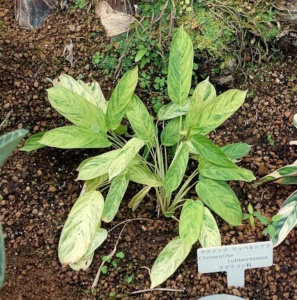 Ctenanthe Lubbersiana plant in natural habitat - complete guide